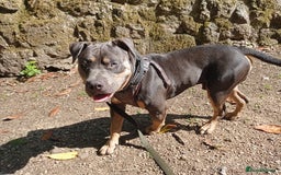 American Bully dogs for sale: American bully  - Image 9