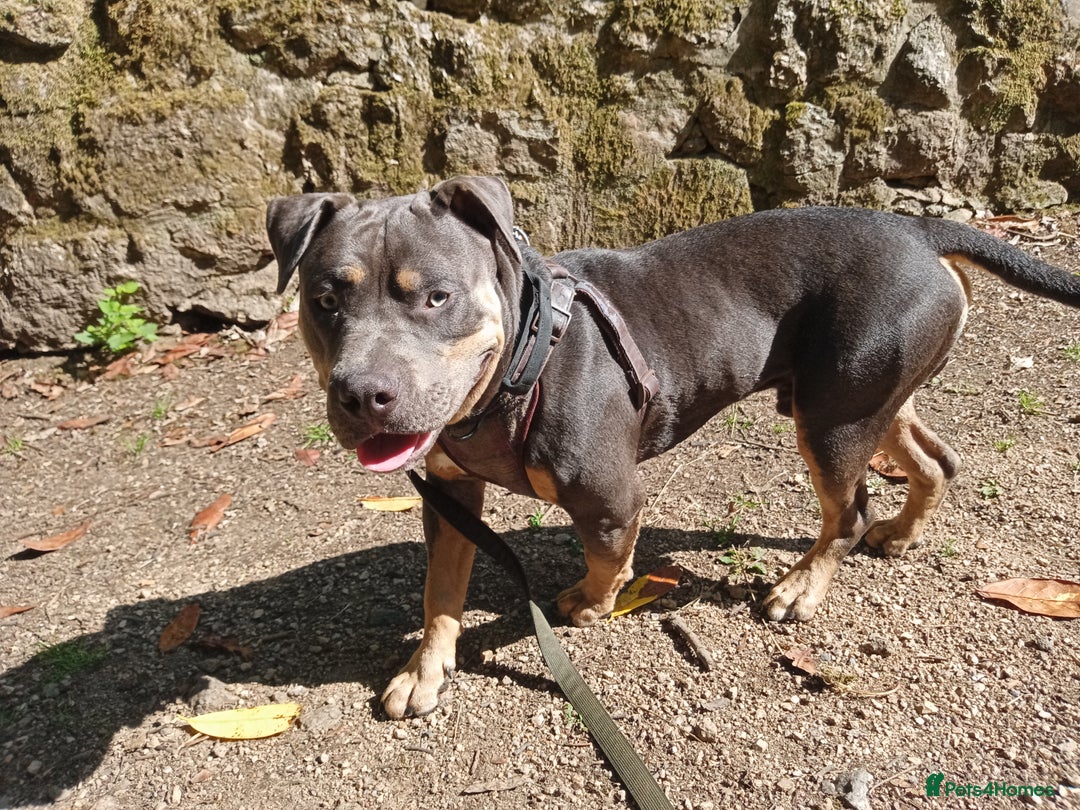 American Bully dogs for sale: American bully  - Image 9