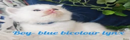 Ragdoll cats for sale: GCCF REGISTERED BEAUTIFUL RAGDOLLS KITTENS  - Advert 37