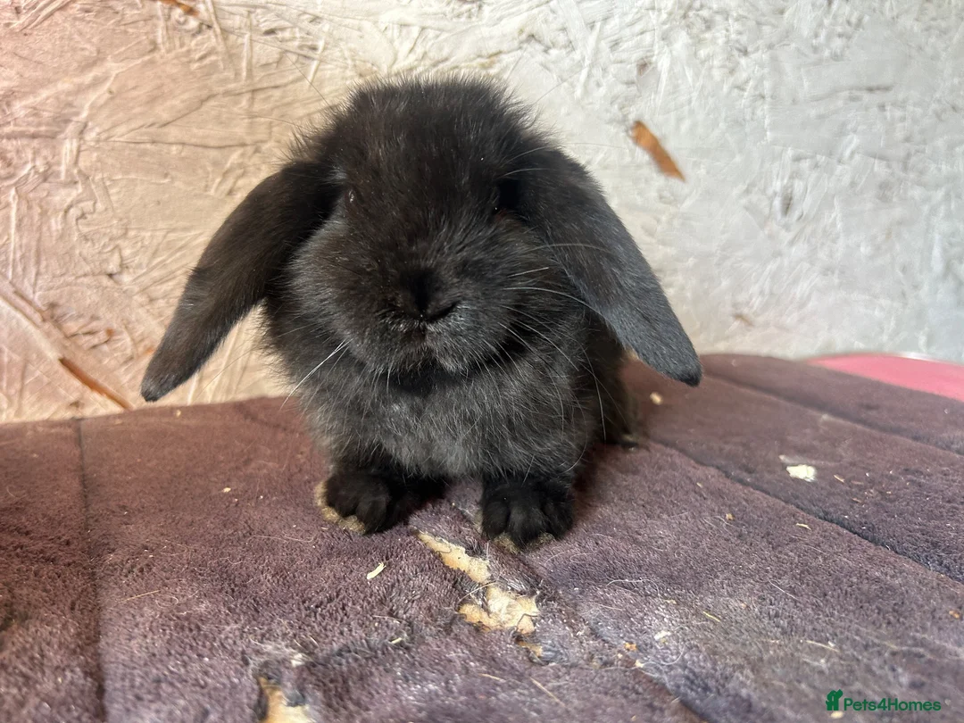 Mini Lop rabbits for sale: Mini lops - Advert 9