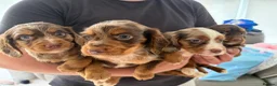 Cocker Spaniel dogs for sale: Cocker spaniel supplies for sale - Advert 13