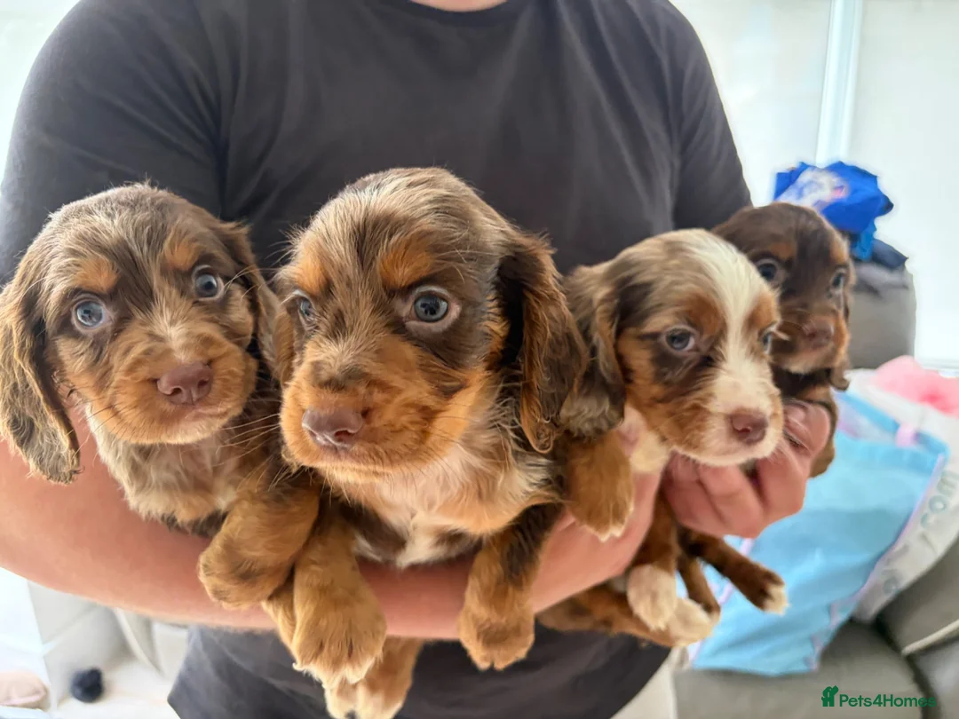 Cocker Spaniel dogs for sale: Cocker spaniel supplies for sale - Advert 13