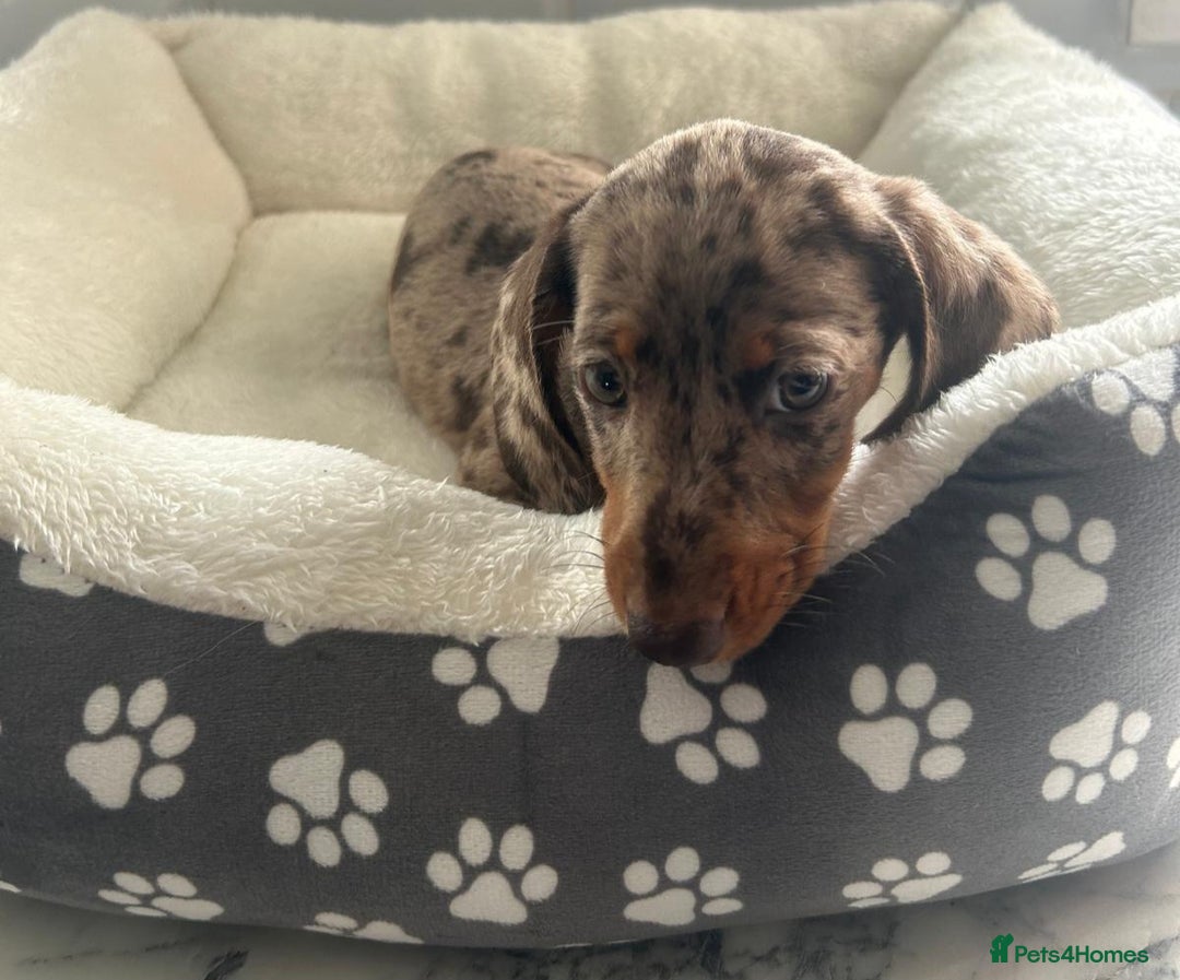 Miniature Dachshund dogs for sale: Miniature dachshund  - Image 17