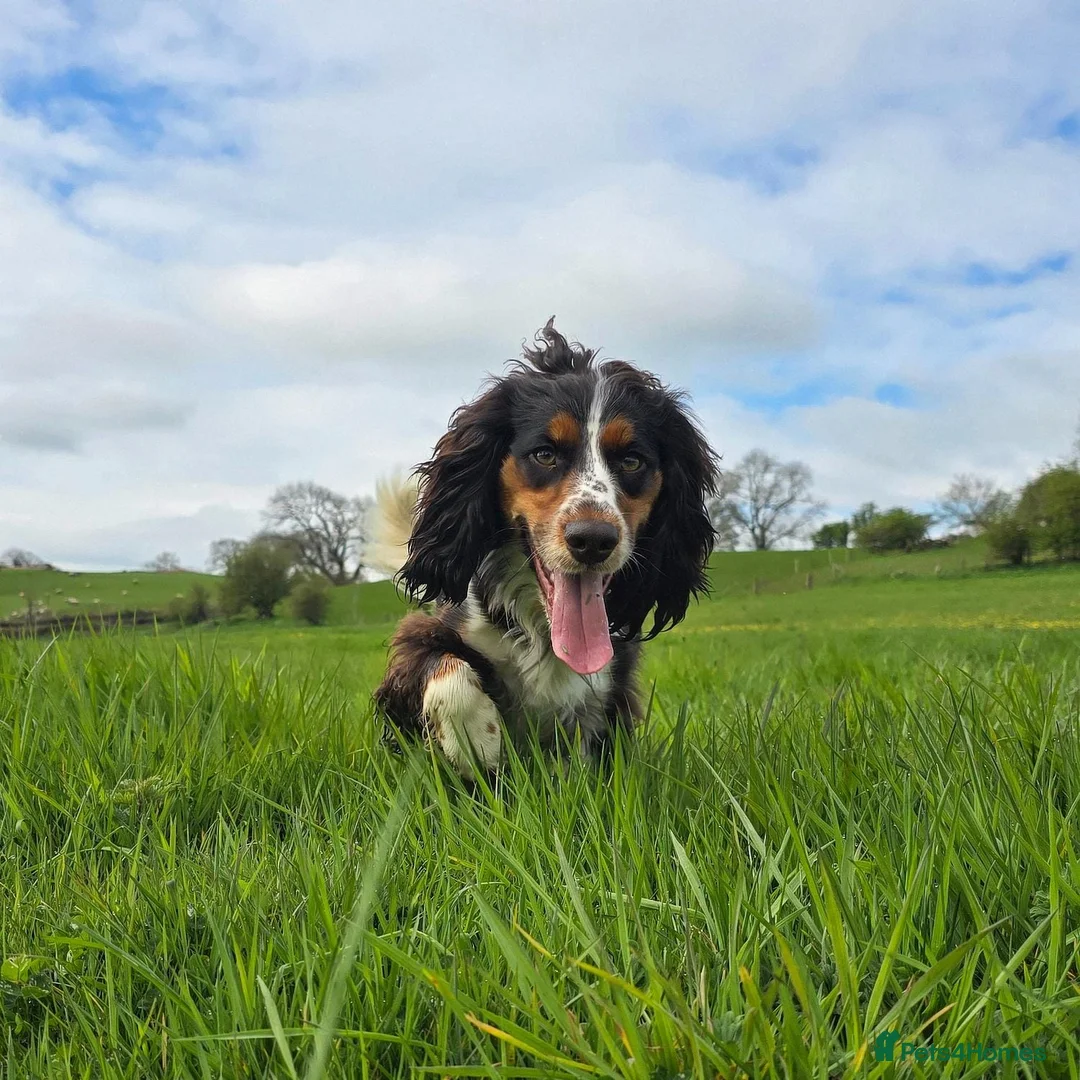 Cocker Spaniel dogs for sale: Cocker Spaniel Female  - Advert 4
