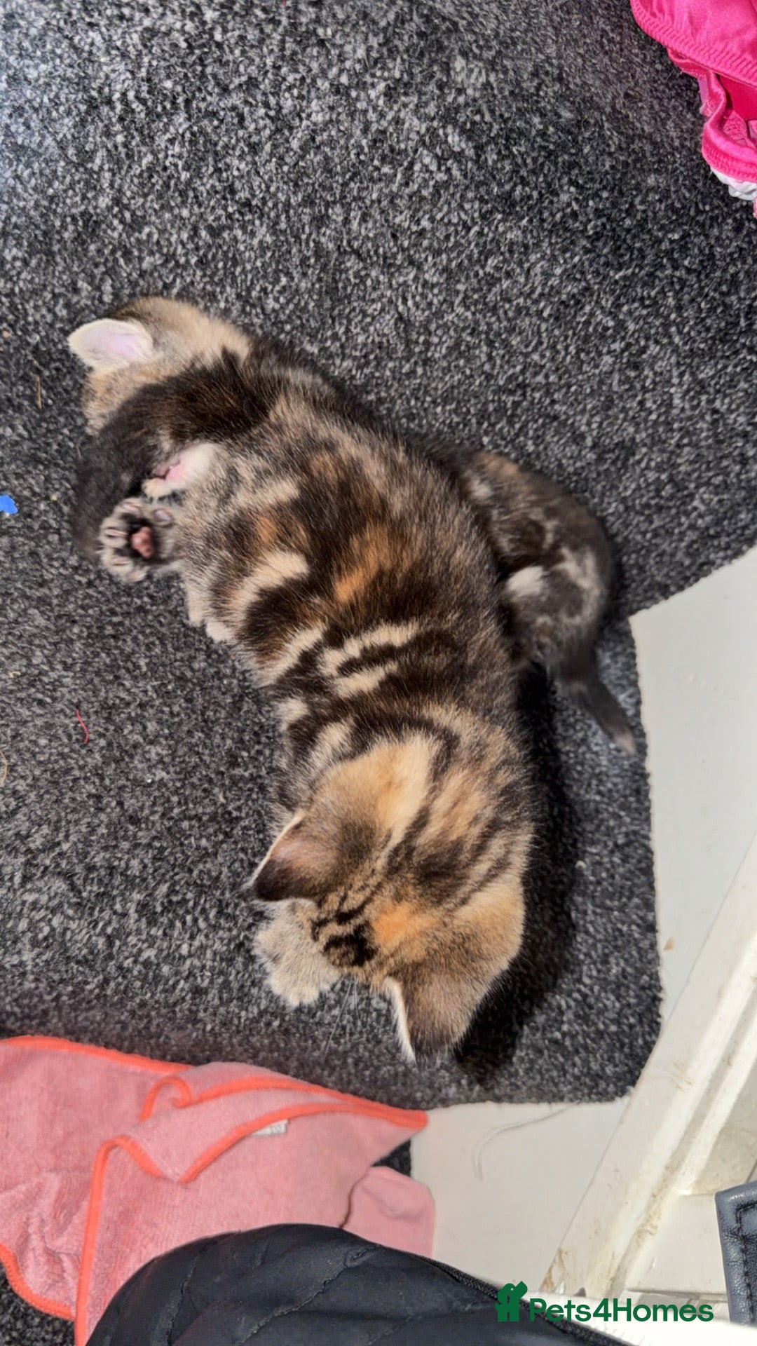 Mixed Breed cats 2 British short hair cross tabby kittens  - Advert 2