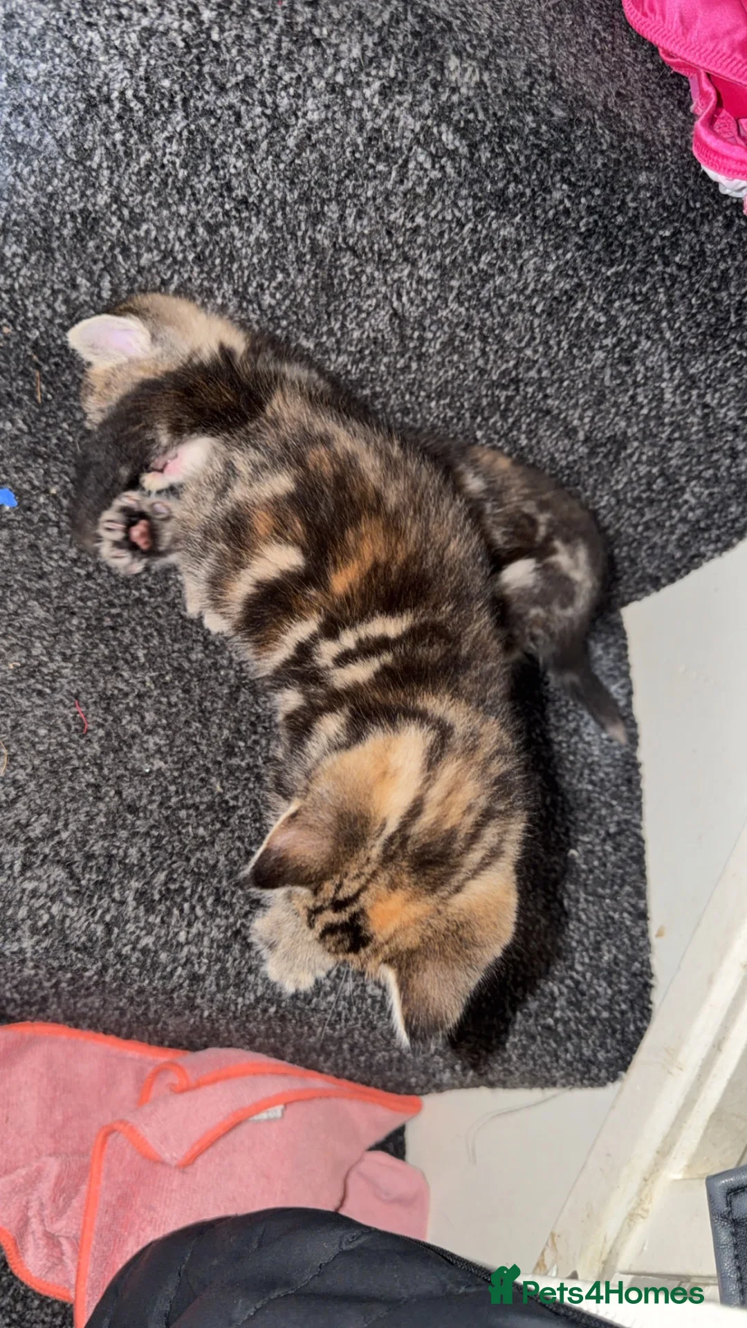 Mixed Breed cats for sale: 2 British short hair cross tabby kittens  in Melksham - Advert 1