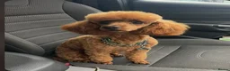 Toy Poodle dogs for sale: Kc red toy poodle  - Advert 8