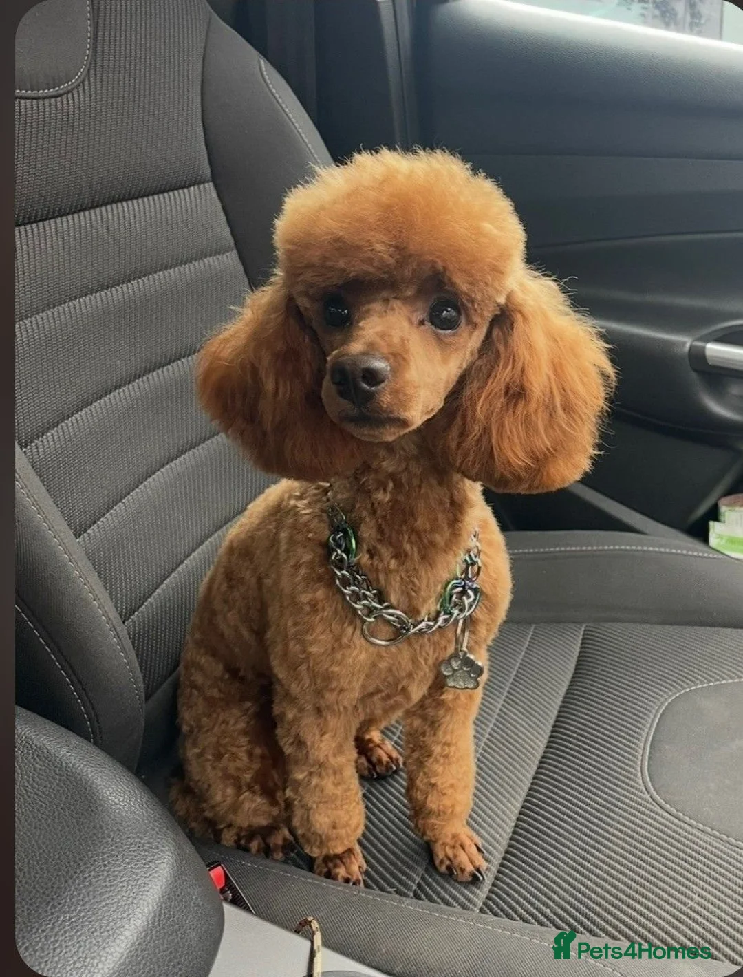 Toy Poodle dogs for sale: Kc red toy poodle  - Advert 8