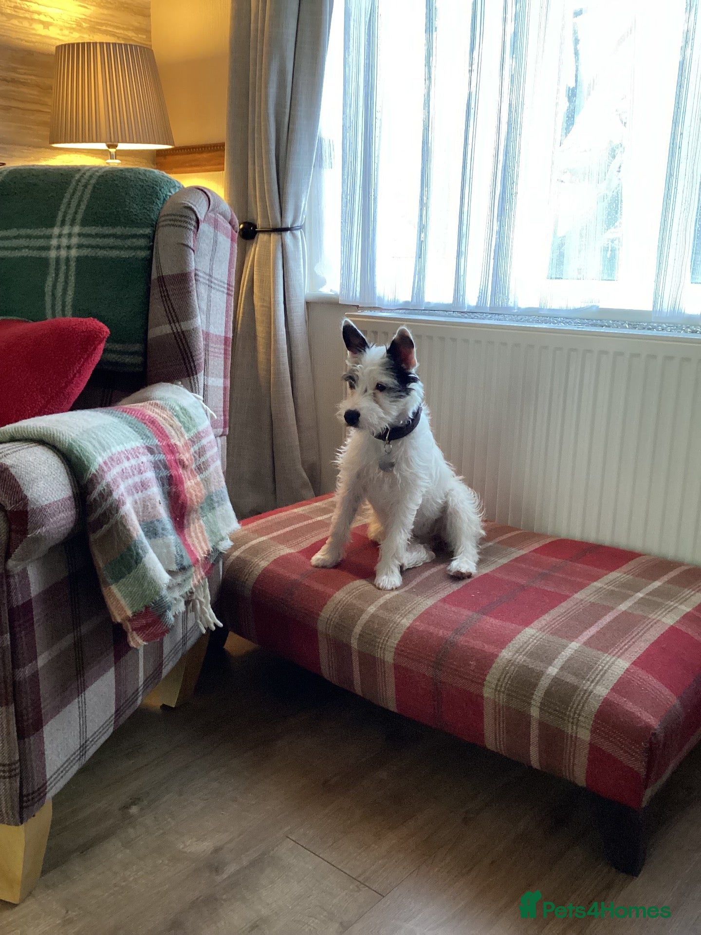 Jack Russell dogs Very proud Jack Russell mummy. - Advert 1