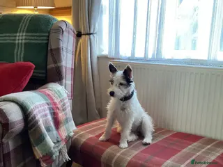 Jack Russell dogs Very proud Jack Russell mummy. - Advert 1