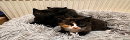 Mixed Breed cats for sale: 4 beautiful kittens - Advert 8