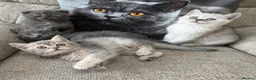 Scottish Fold cats for sale: Last two girls ❤️Lovely scotish kittens💕💕💕 - Advert 15