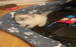 Ragdoll cats for sale: Pure ragdoll kittens ready to leave now ‼️ - Image 2