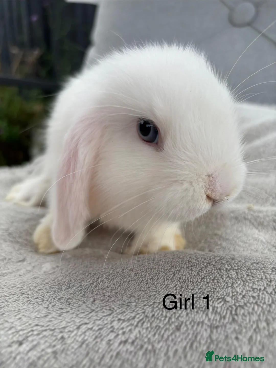 Mini Lop rabbits for sale: Mini lop Litter ready now - all girls  - Advert 2