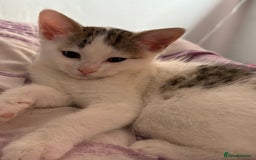 British Shorthair cats for sale: 2 female british shorthair/calico kittens  - Image 3