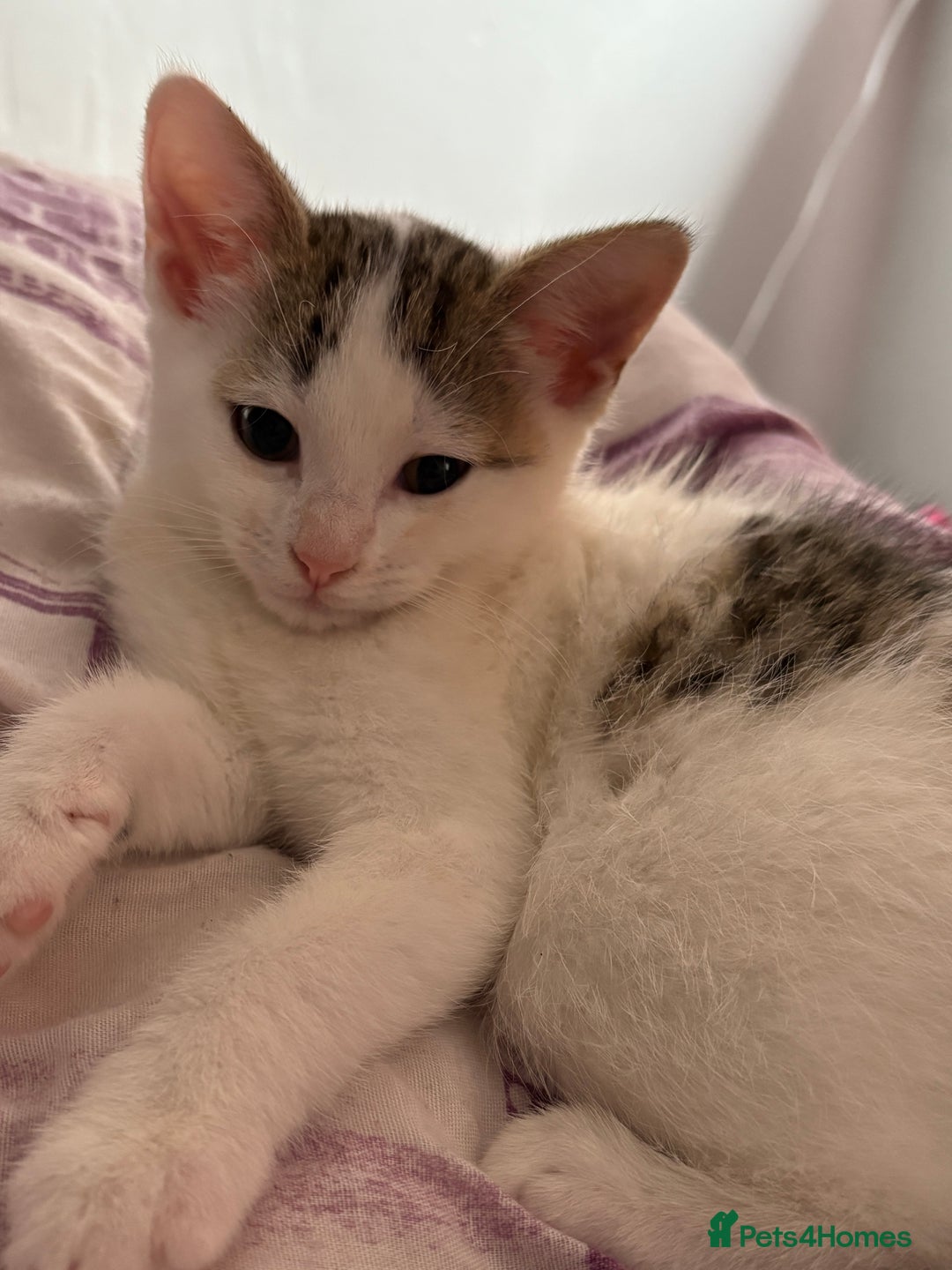 British Shorthair cats for sale: 2 female british shorthair/calico kittens  - Image 3