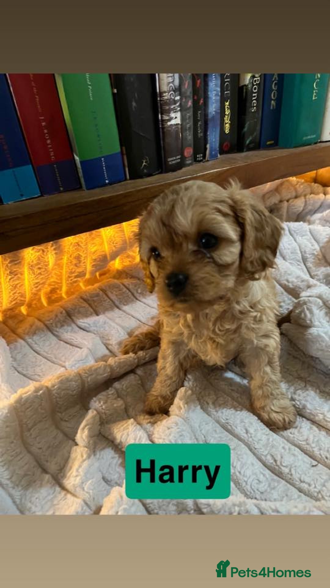 Cavapoo dogs for sale: Stunning Cavapoo Puppies - Advert 12