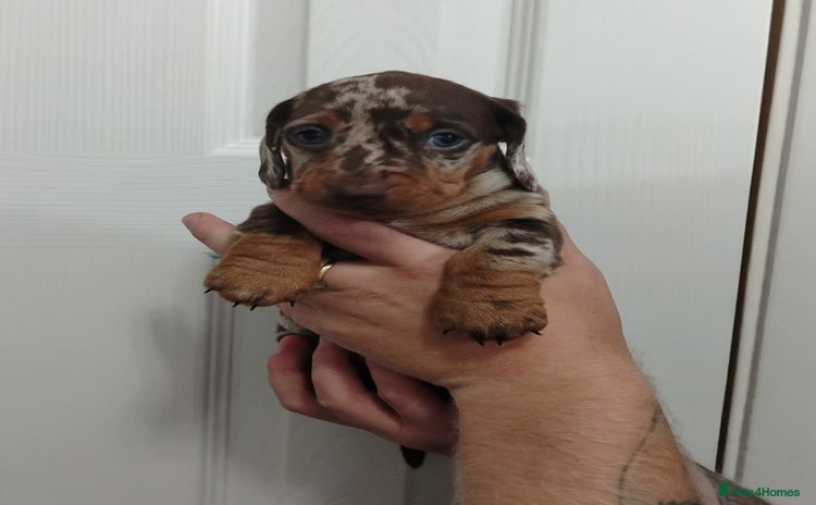 Miniature Dachshund dogs - Advert 5