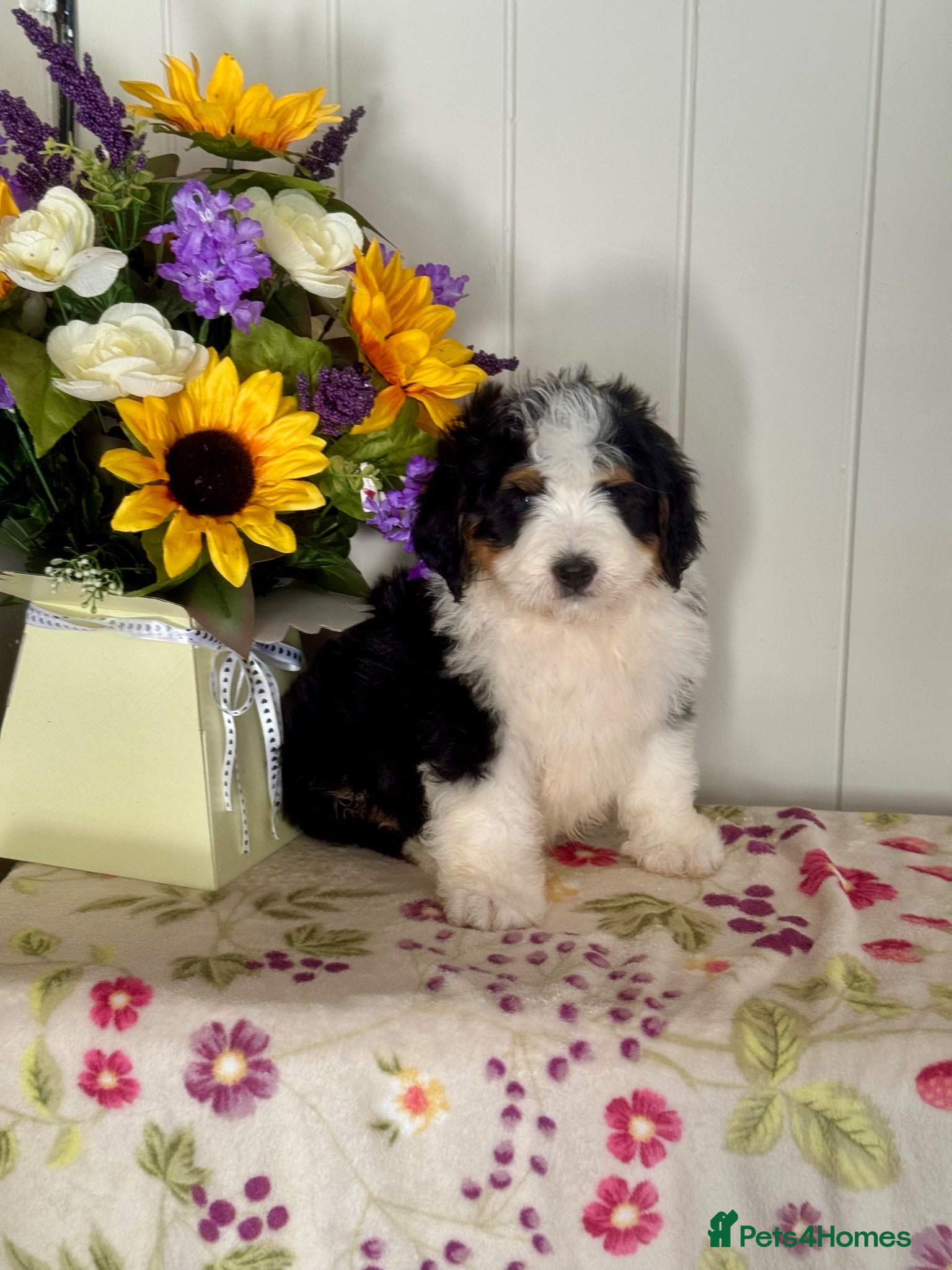 Bernedoodle dogs 2 medium size bernedoodle puppies boys - Advert 2