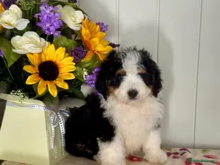Bernedoodle dogs 2 medium size bernedoodle puppies boys - Advert 6