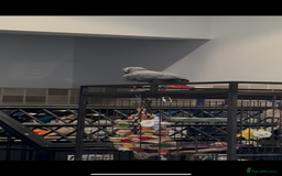 Parrots birds for sale: African Grey  friendly  - Image 4
