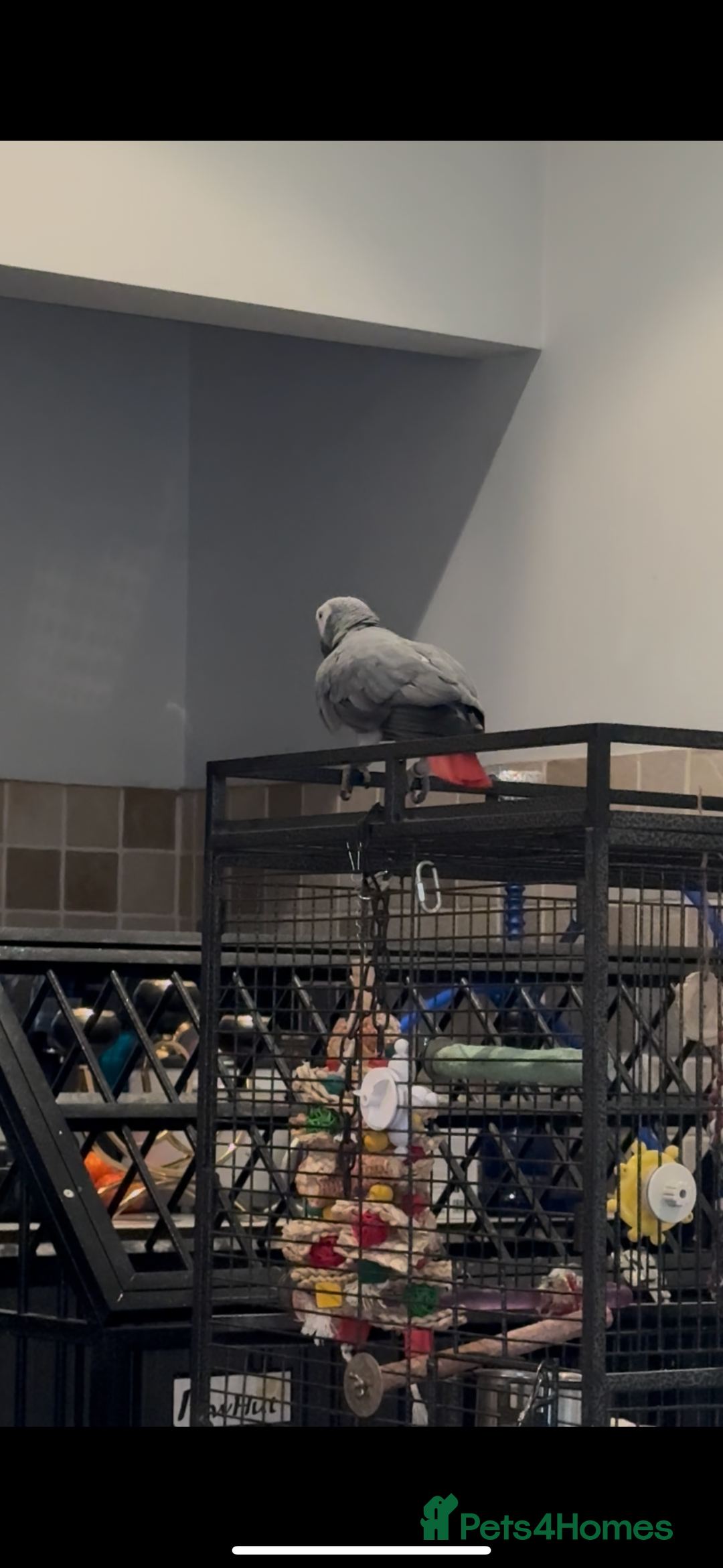 Parrots birds for sale: African Grey  friendly  - Image 4