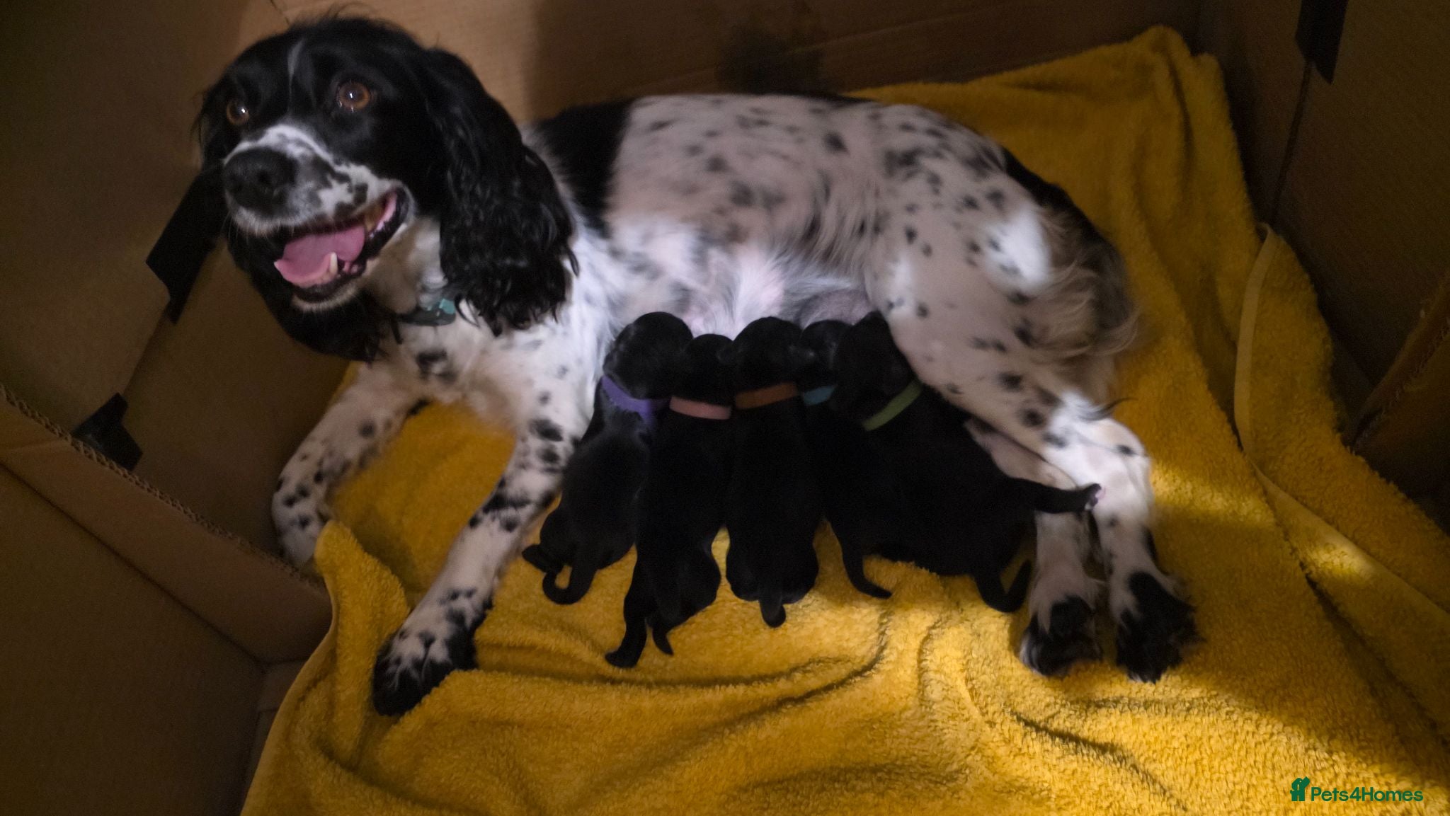 Sprocker dogs Sprocker Spaniel Puppies - Advert 1
