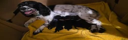 Sprocker dogs for sale: Sprocker Spaniel Puppies in Colchester - Advert 1
