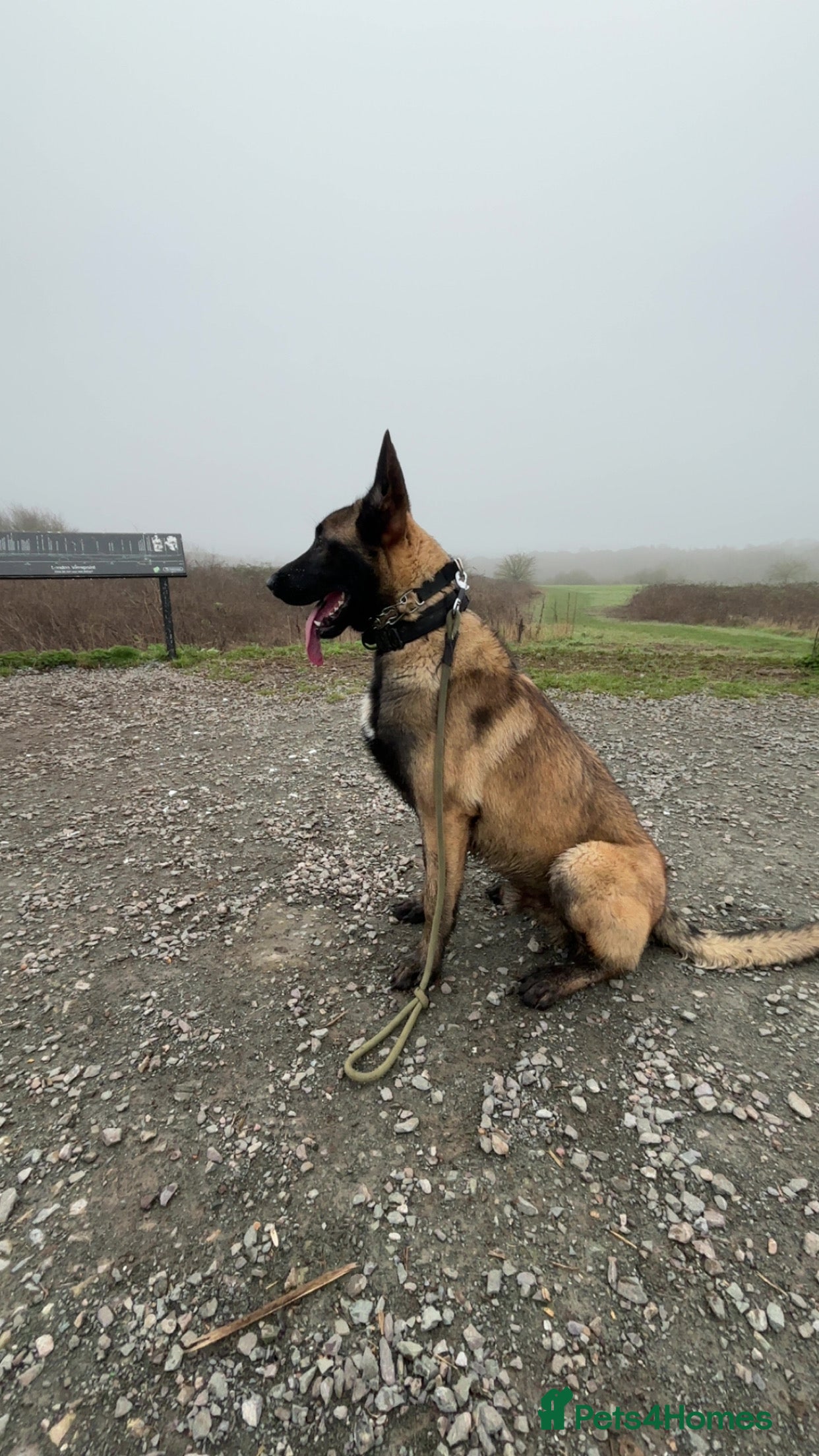 Belgian Shepherd Dog dogs Belgium malinios champion line  - Advert 12