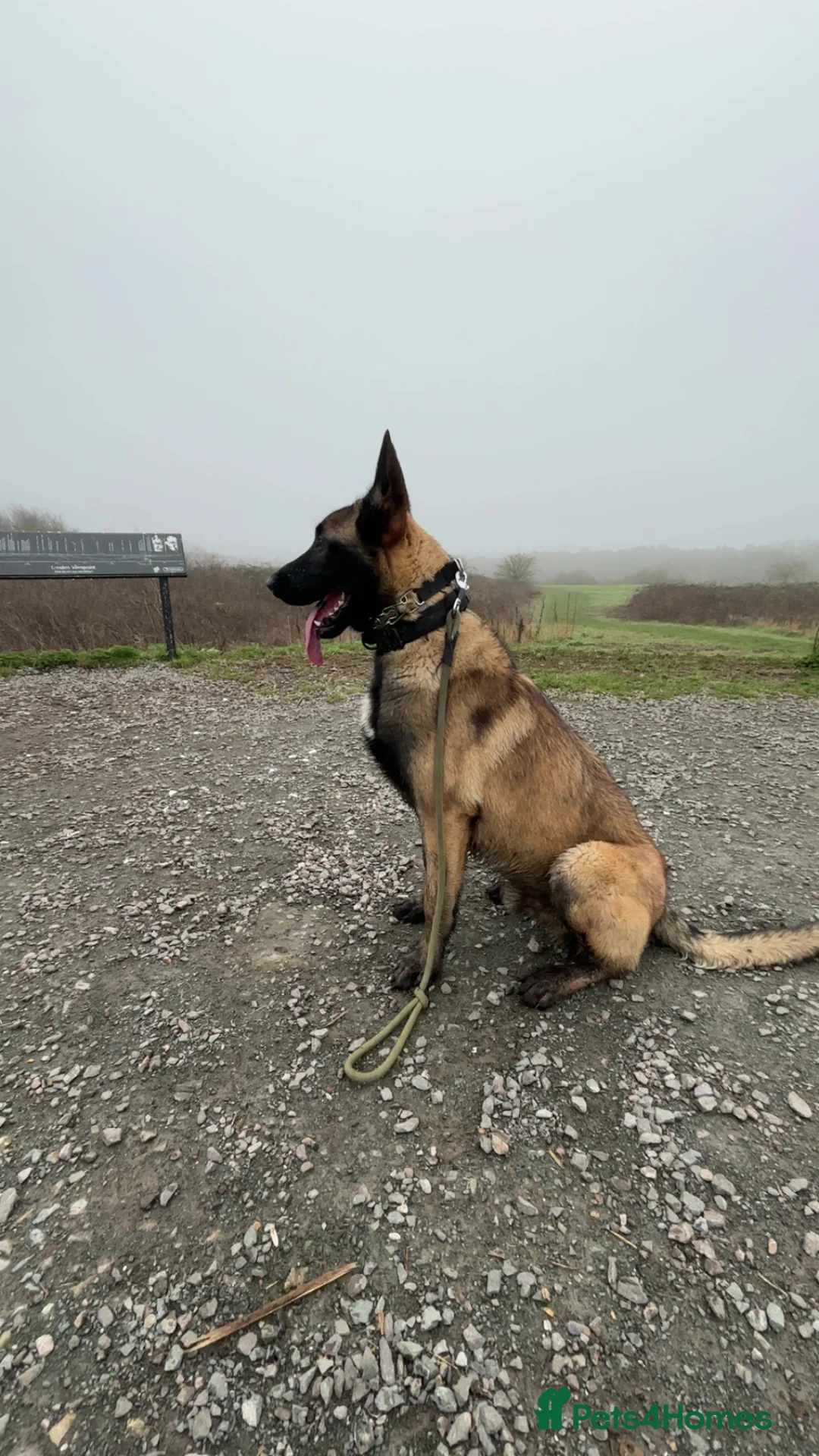 Belgian Shepherd Dog dogs for stud: Belgium malinios champion line  - Advert 1