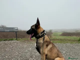 Belgian Shepherd Dog dogs Belgium malinios champion line - Advert 4