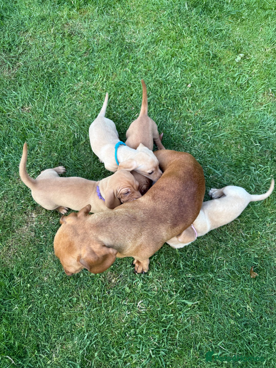 Miniature Dachshund dogs for sale: Ready now cream and red mini smooth Dachshund  - Image 11