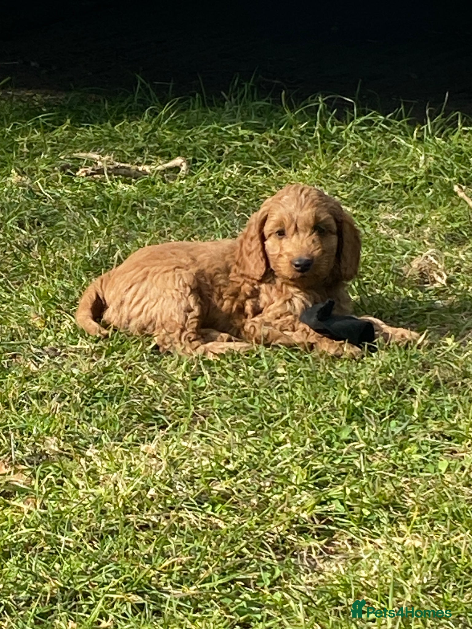 Cockapoo dogs READY TO GO TODAY, Fox Red Cockapoo Puppies - Advert 2
