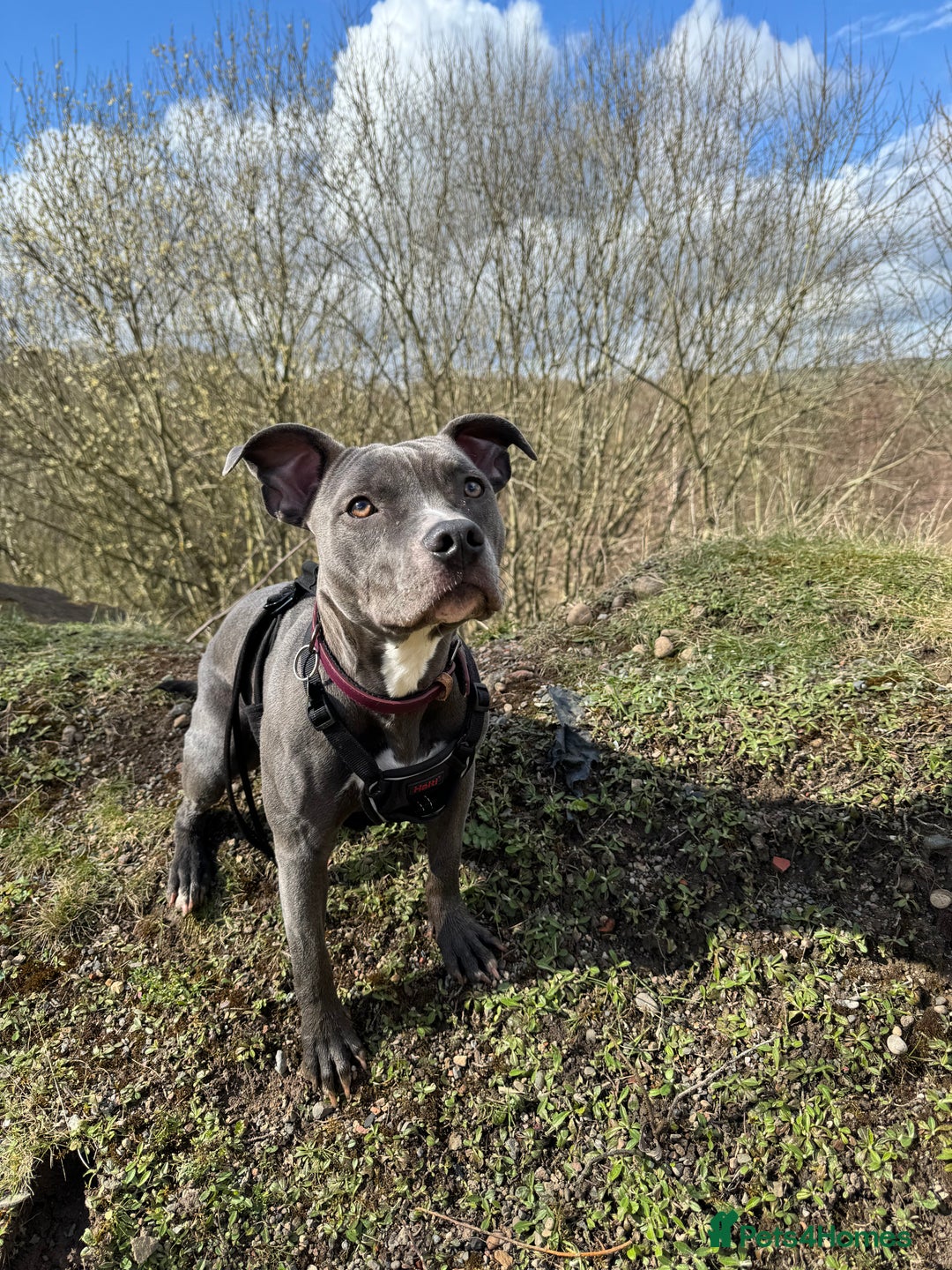 Staffordshire Bull Terrier dogs for sale: Rehoming, please read below. - Advert 6