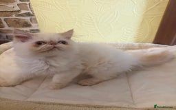 Persian cats for sale: 💗5 Boys and 3 Girl 💗 - Image 7