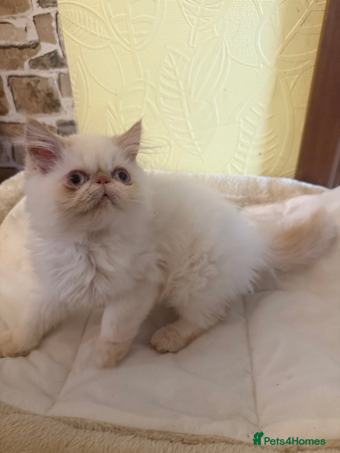Persian cats for sale: 💗5 Boys and 3 Girl 💗 - Image 7