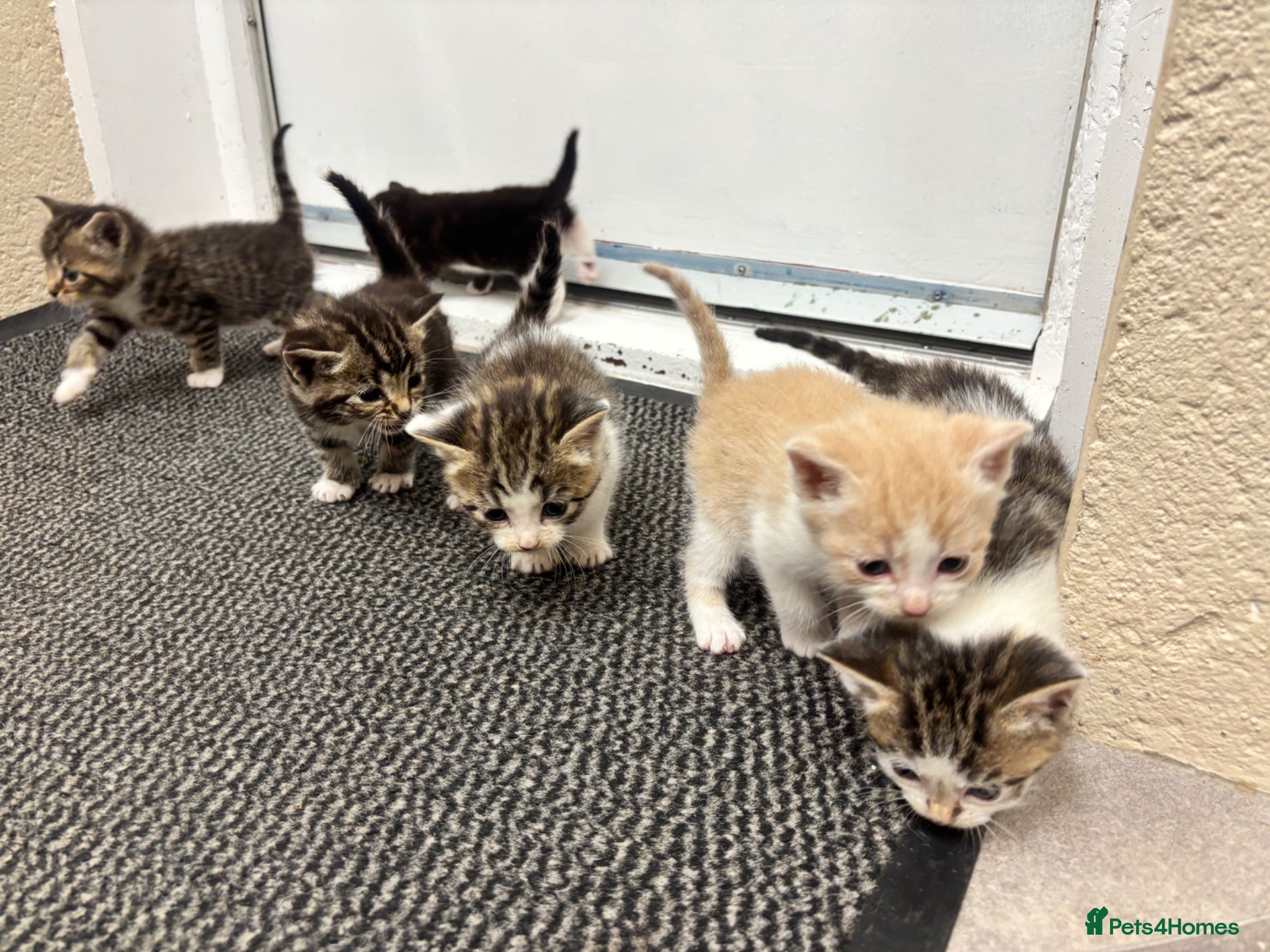 Mixed Breed cats for sale: Beautiful kittens  - Advert 1