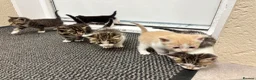 Mixed Breed cats for sale: Beautiful kittens  in Axbridge - Advert 1