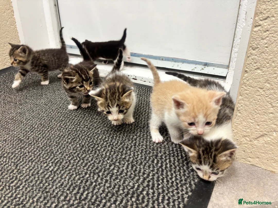 Mixed Breed cats for sale: Beautiful kittens  in Axbridge - Advert 1