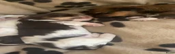 Havanese dogs for sale: 🩷BEAUTIFUL HAVENESE PUPPY’S🩵 in Lincoln - Advert 12