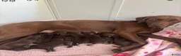 Labrador Retriever dogs for sale: 🤎Beautiful KC Reg Chocolate Labrador Puppies 🤎 in Tadcaster - Advert 3