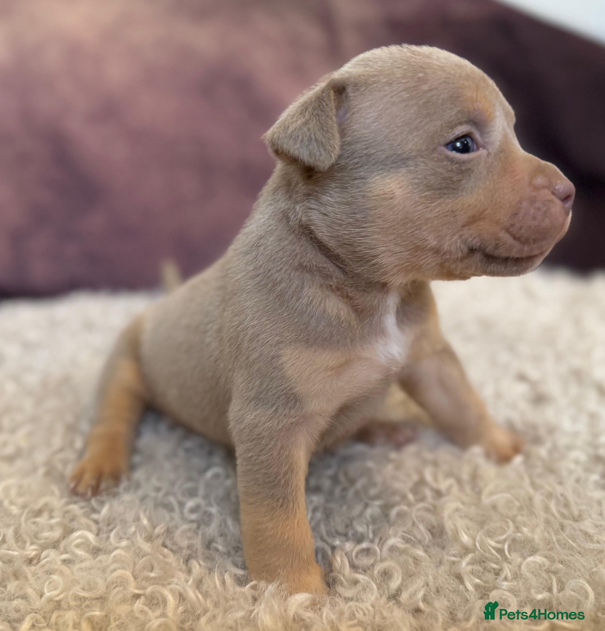American Bulldog dogs 4 beautiful pocket bulldogs. Perfect example!! - Advert 1