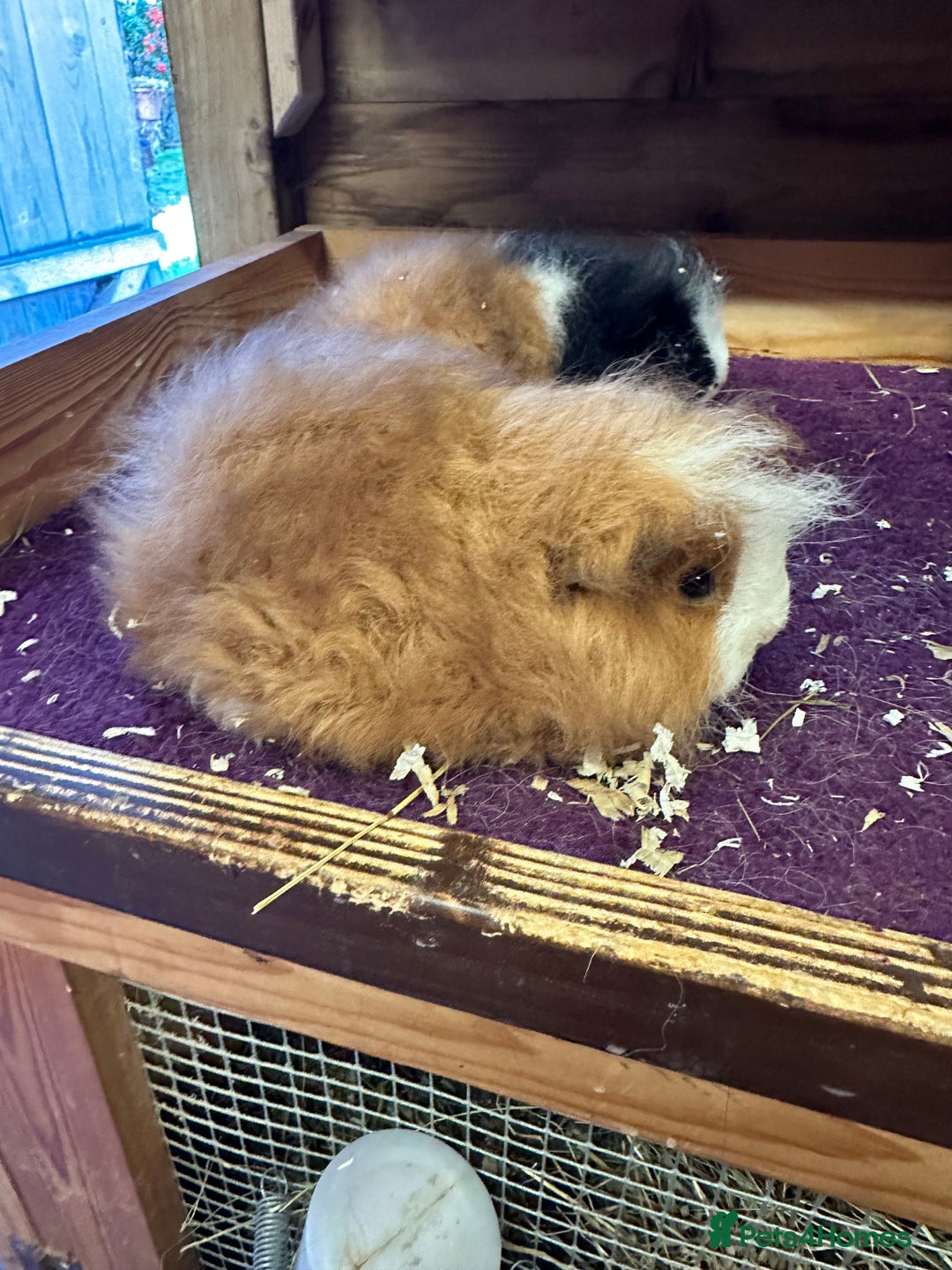 Guinea Pig rodents for sale: Teddy,Swiss and pet guinea pigs - Advert 6