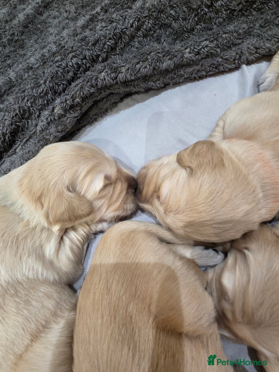 Golden Retriever dogs for sale: KC registered Beautiful Golden retriever puppies  - Advert 8