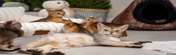 Abyssinian cats for sale: 6 Amazing Abyssinians, Extra Lovlely Personality - Advert 31