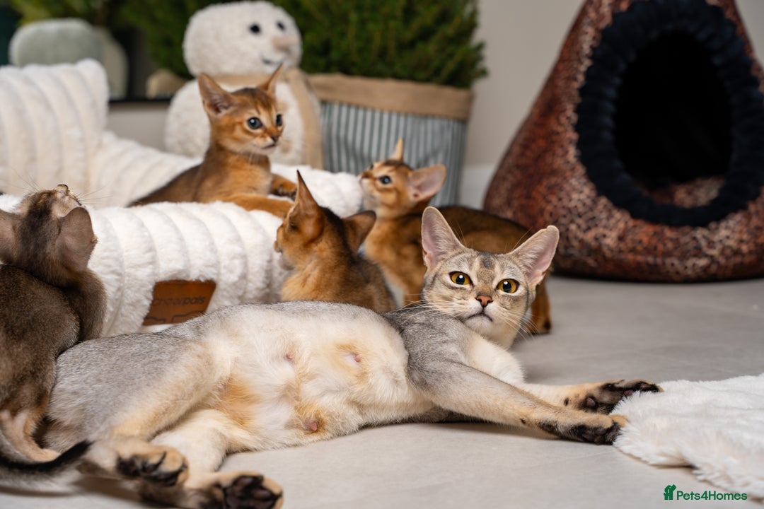 Abyssinian cats for sale: 6 Amazing Abyssinians, Extra Lovlely Personality - Advert 31