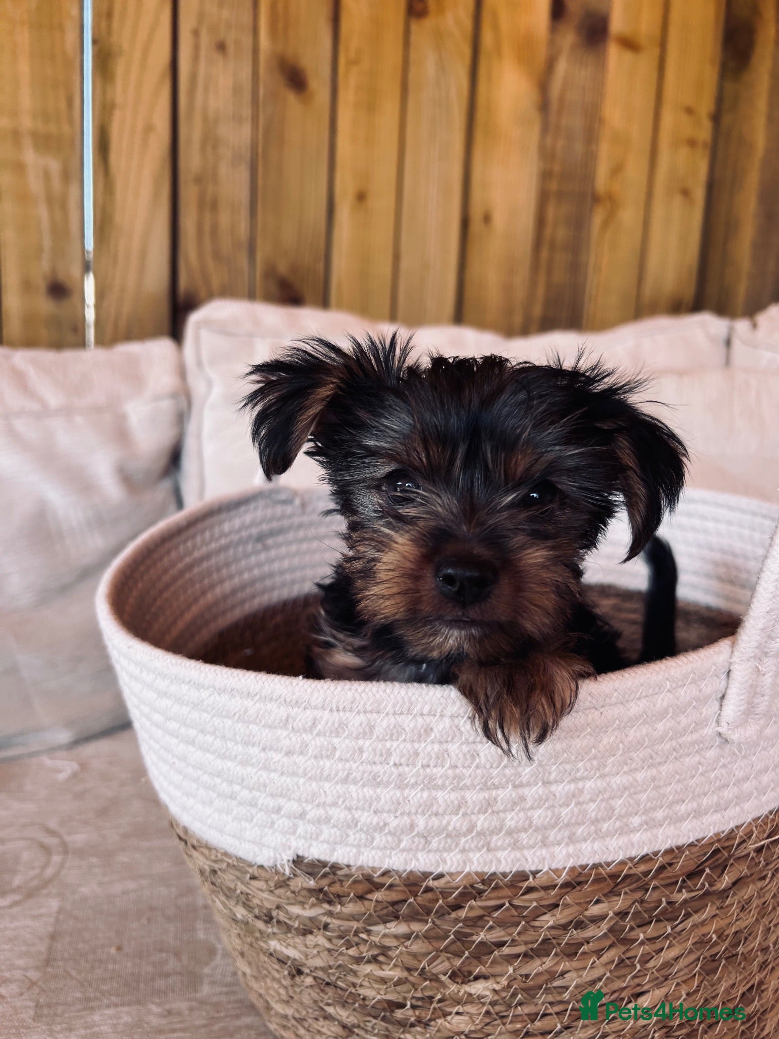 Yorkshire Terrier dogs Tiny Yorkshire terrier puppies  - Advert 1