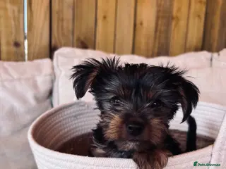 Yorkshire Terrier dogs Tiny Yorkshire terrier puppies - Advert 1