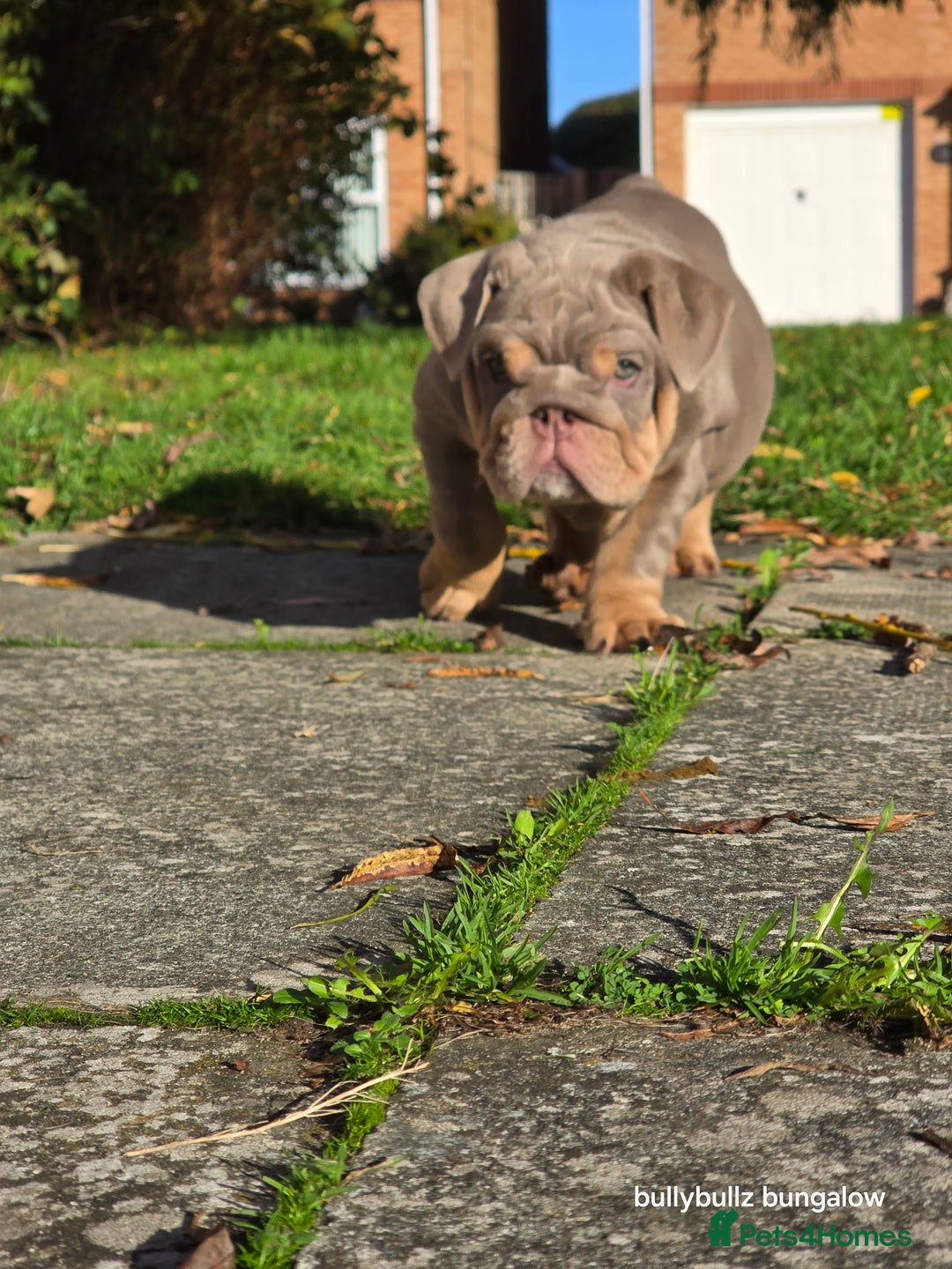 English Bulldog dogs for sale: Lilac & tan full suit - Advert 3
