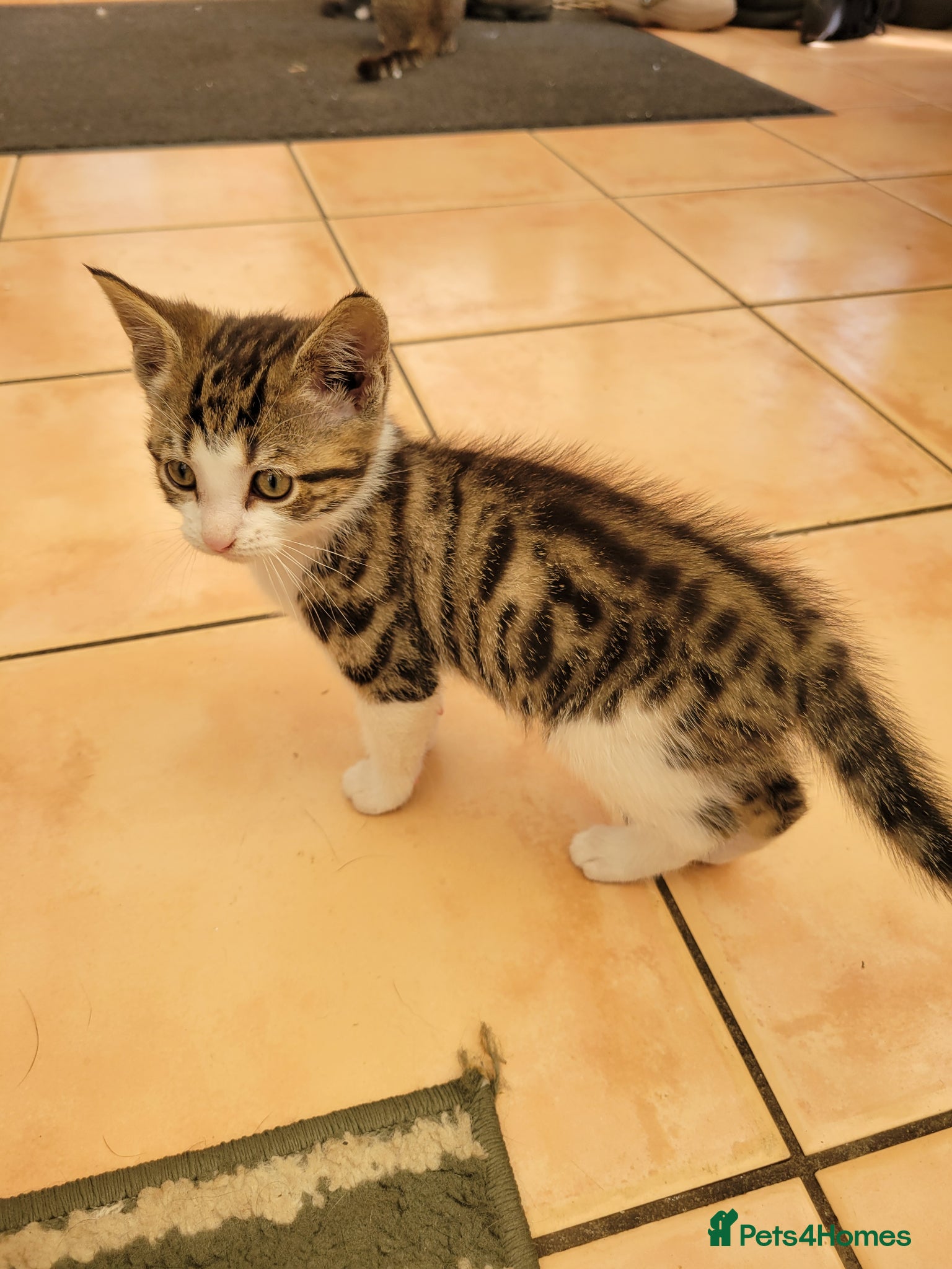 Mixed Breed cats for sale: Very cute kittens - Advert 7